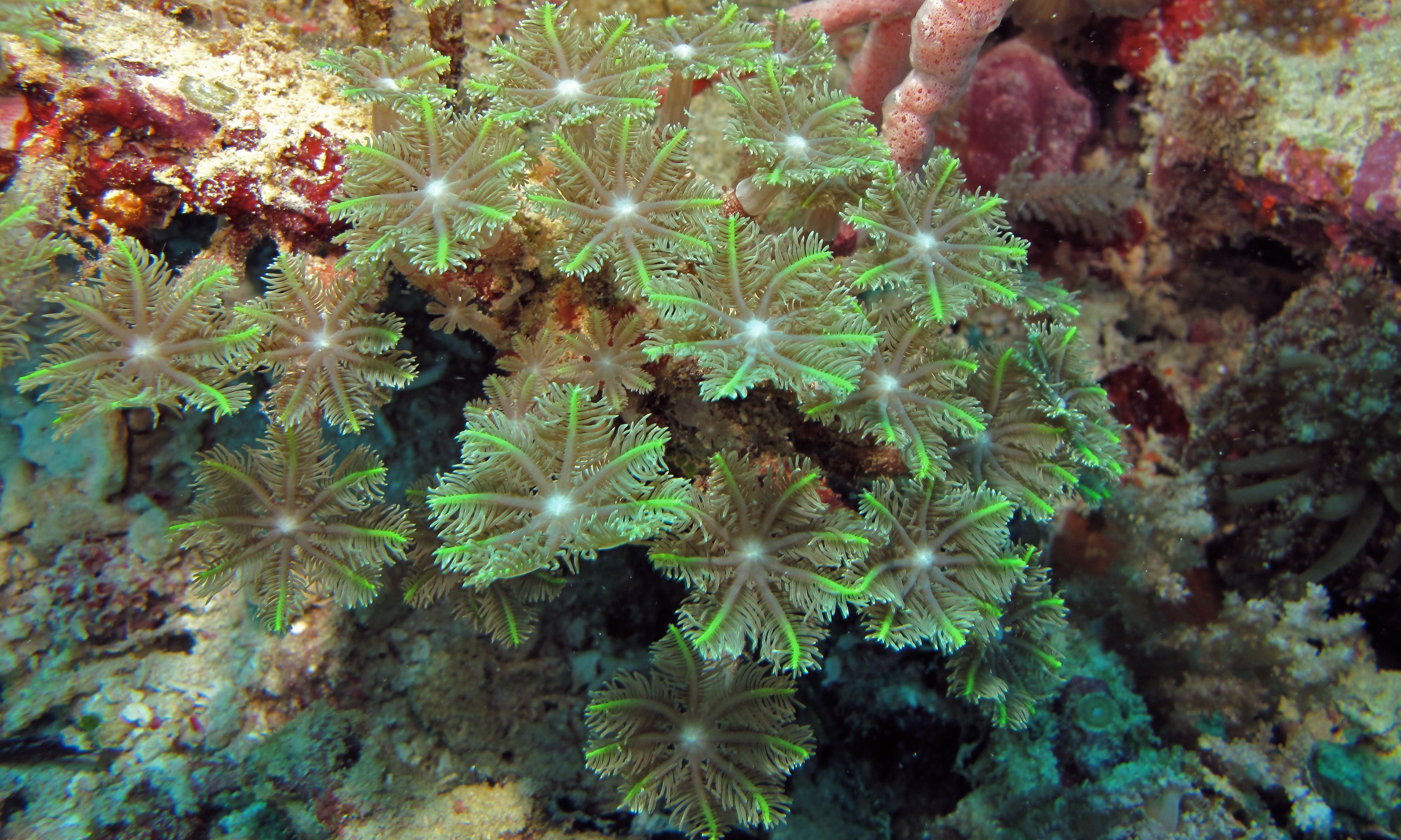 Представитель Семейства Clavulariidae